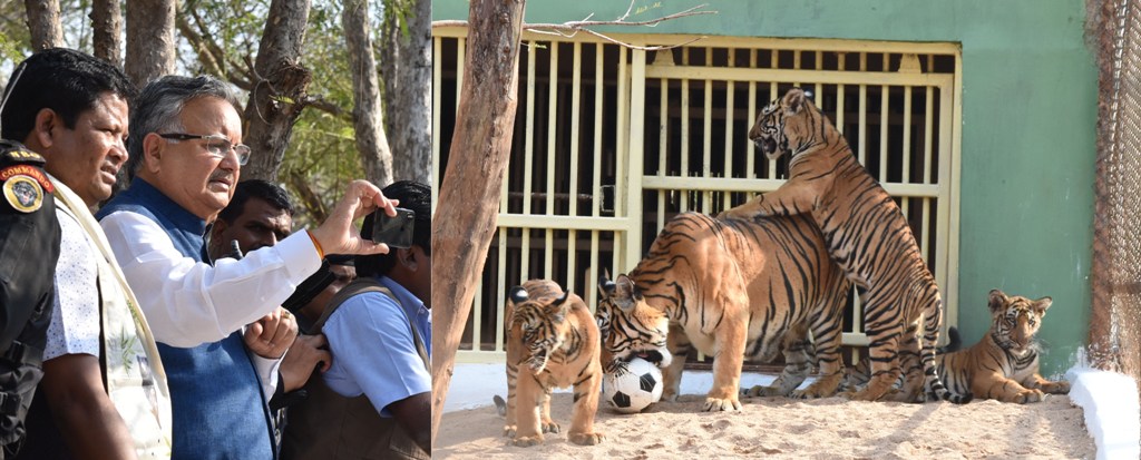 Photo of रमन ने जंगल सफारी में तीन शावकों का किया नामकरण
