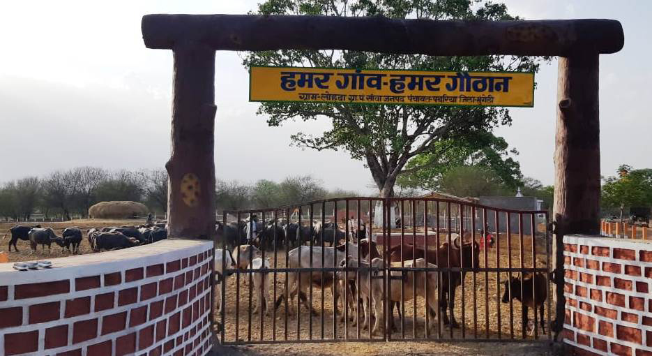 Photo of छत्तीसगढ़ में हरेली पर 988 गौठानों का होगा लोकार्पण