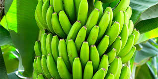 Photo of कच्चा केला कई चमत्कारिक गुणों से हैं भरपूर