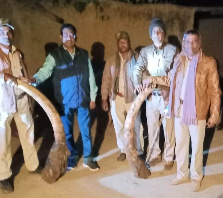 Photo of वन विभाग ने लगभग 70 लाख रूपए कीमत के दो हाथी दांत किए बरामद