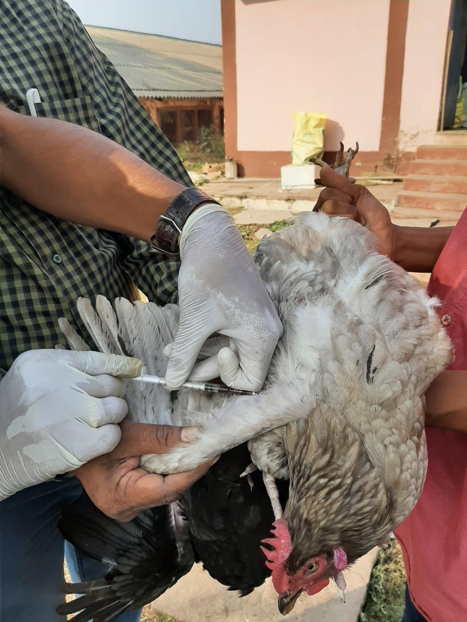 Photo of बर्डफ्लू के उपायों की निगरानी के लिए नियंत्रण कक्ष स्थापित