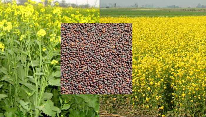 Photo of सरसों के न्यूनतम समर्थन मूल्य में 400 रुपये प्रति क्विंटल का इजाफा