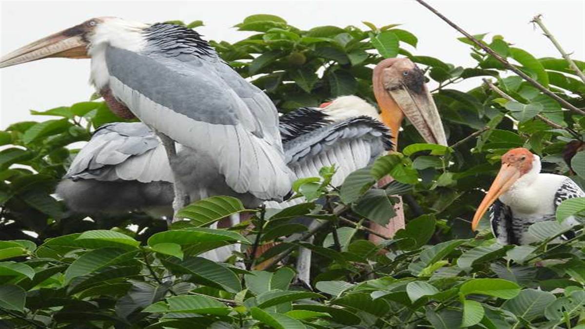 Photo of आखिर क्या है जैव विविधता के नापने का पैमाना, पढ़े पूरी खबर