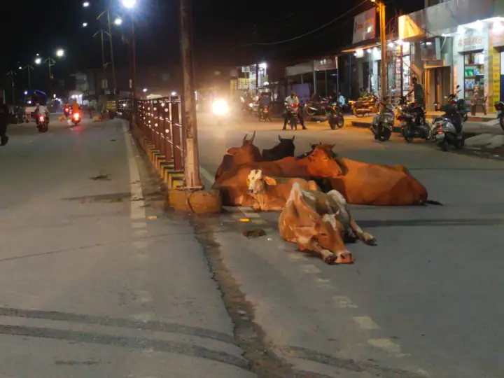 Photo of छत्तीसगढ़: सूरजपुर NH43 बना मवेशियों का अड्डा, बढ़ा एक्सीडेंट का खतरा