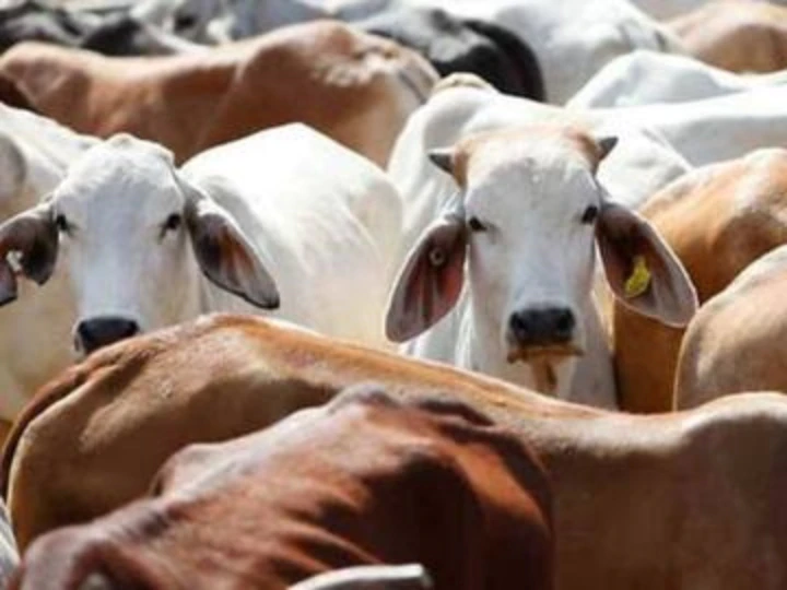 Photo of छत्तीसगढ़: मवेशियों को दुर्घटनाओं से बचाने के लिए उठाया जा रहा है ये बड़ा कदम