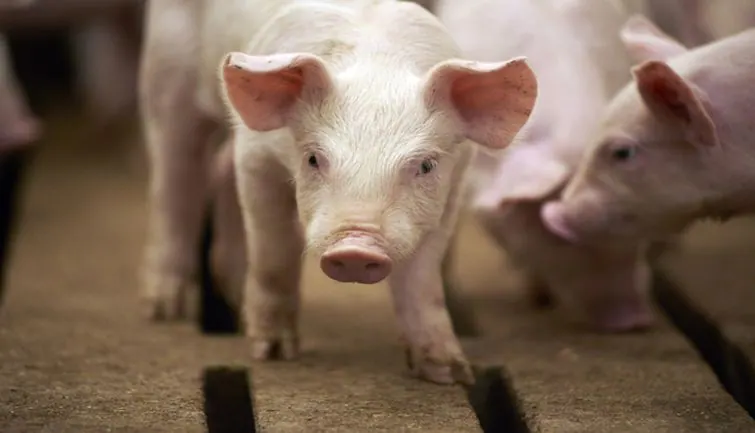 Photo of केरल में सामने आए स्वाइन फ्लू के मामले, 15 सूअरों की मौत