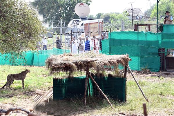 Photo of मोदी ने कूनो राष्ट्रीय उद्यान में आठ चीतों को छोड़ा