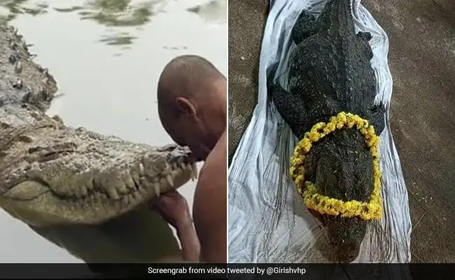 Photo of दुनिया के इकलौते शाकाहारी मगरमच्छ बबिया का निधन