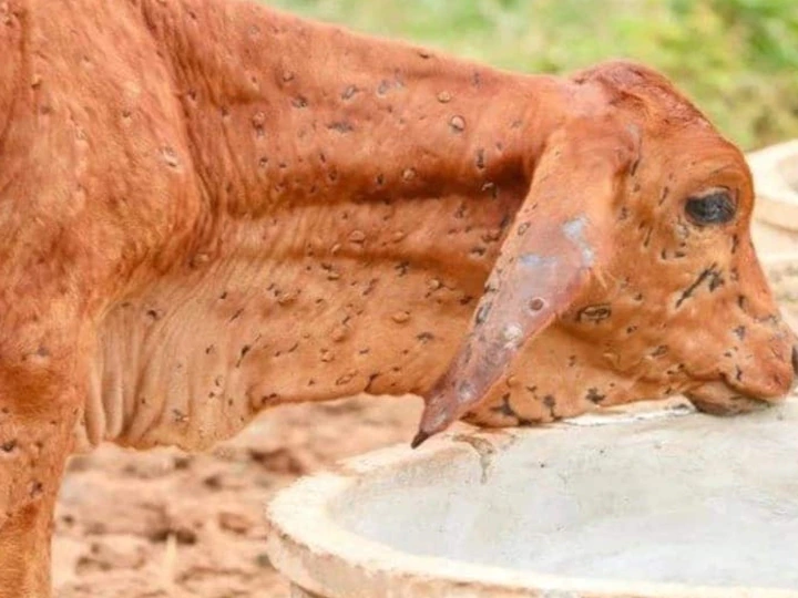 Photo of 31 अक्‍टूबर को सुप्रीम कोर्ट में होगी लंपी वायरस मामले की सुनवाई
