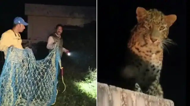 Photo of बालावाला, शमशेरगढ़ और उसके आसपास के क्षेत्र में गुलदार की दहशत, डरे सहमे हैं लोग