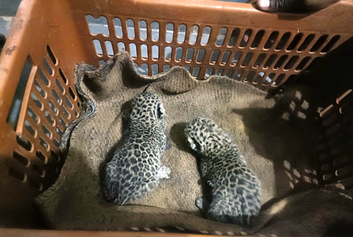 Photo of छत्तीसगढ़ के इन्द्रावती टायगर रिजर्व में मिले तेन्दुआ के दो शावक