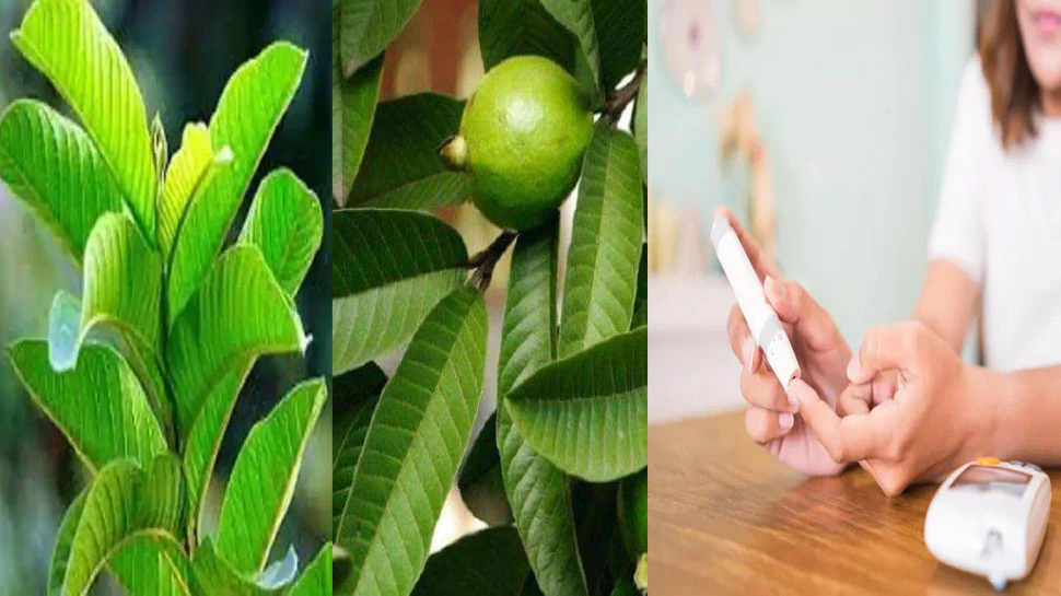 Photo of सुगर लेवल को कंट्रोल करने के लिए ऐसे करे अमरूद के पत्तों का इस्तेमाल..