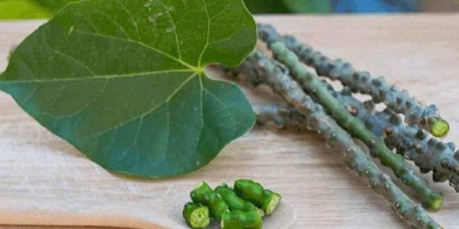 Photo of गिलोय&nbsp;का सेवन कर आप कई बीमारियों से बच सकते हैं..