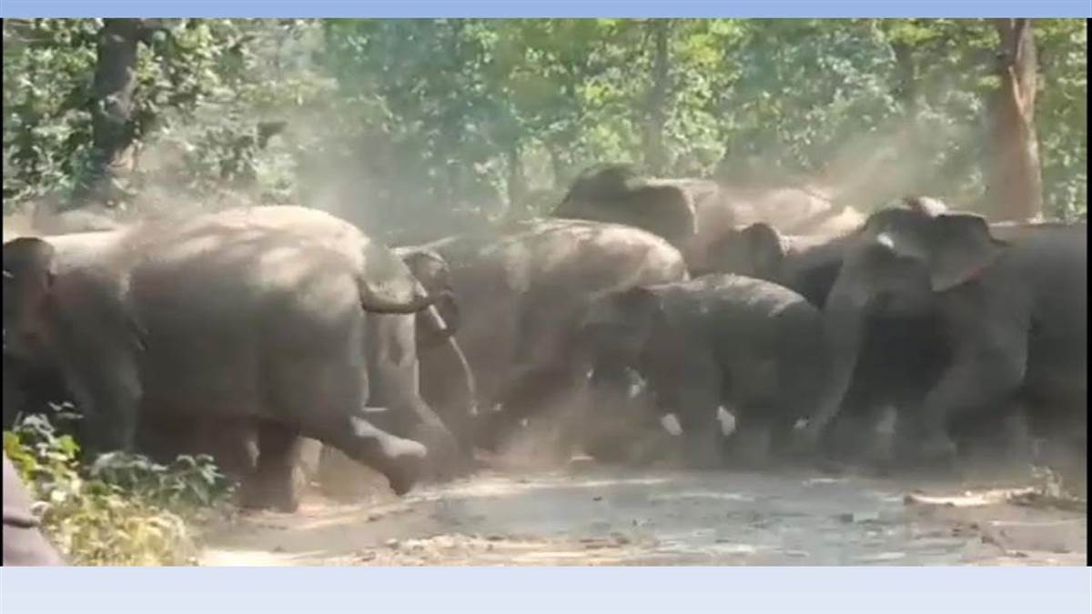 Photo of सीतापुर वन परिक्षेत्र में घुसे चालीस हाथियों के दल ने बढ़ाई ग्रामीणों की परेशानी 