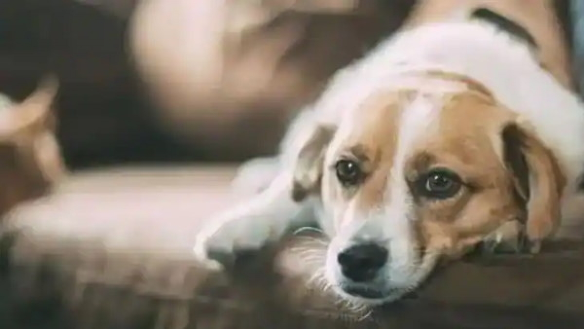 Photo of नोएडा में कुत्ते-बिल्लियों को कर नई पॉलिसी हुई लागू, पढ़े पूरी ख़बर