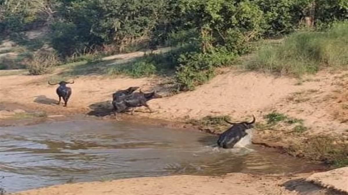 Photo of इंद्रावती टाइगर रिजर्व में देखा गया आधा दर्जन वन भैंसों का झुंड…