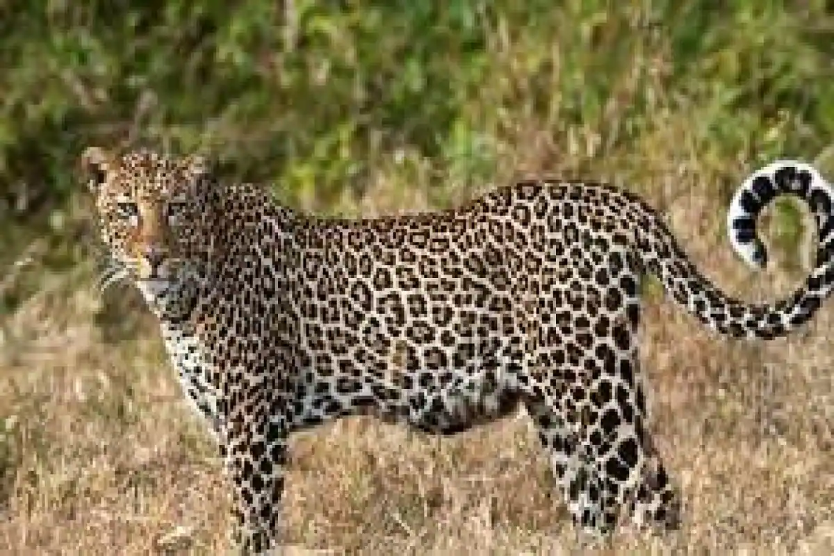 Photo of छत्तीसगढ़ के जनकपुर क्षेत्र में पिछले 35 दिन में तेंदुए के हमले में तीसरी मौत की घटना ..