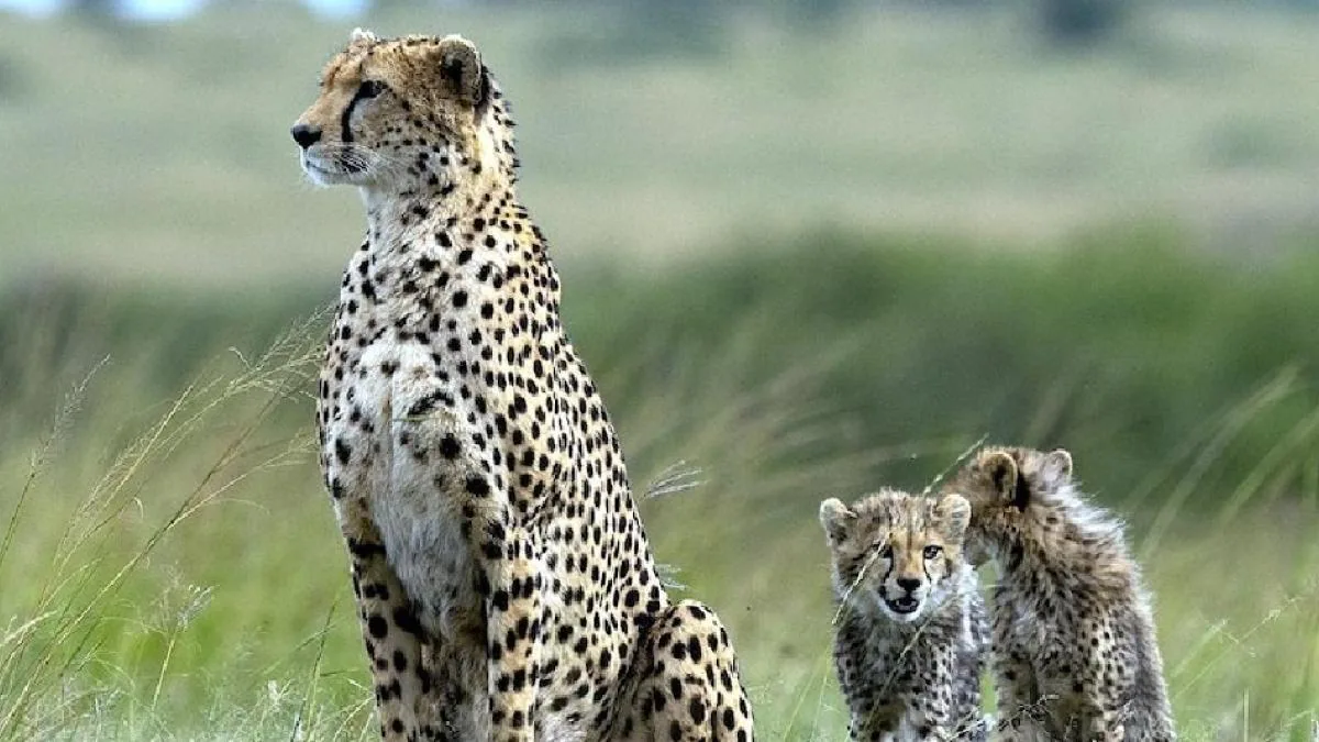 Photo of भारत पहुंचे दक्षिण अफ्रीका के 12 चीते…