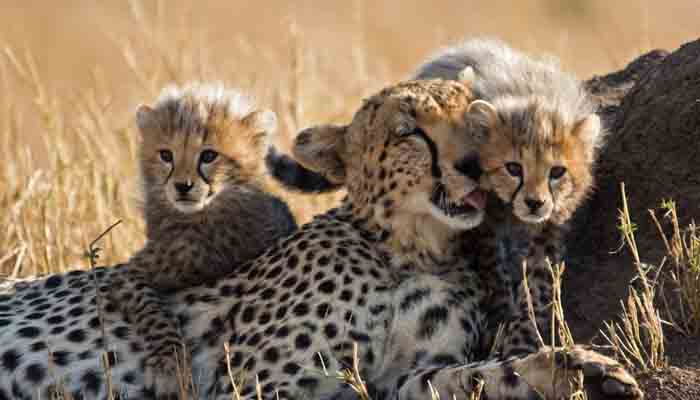 Photo of दक्षिण अफ्रीका से 12 चीतों को लाया जाएगा भारत…