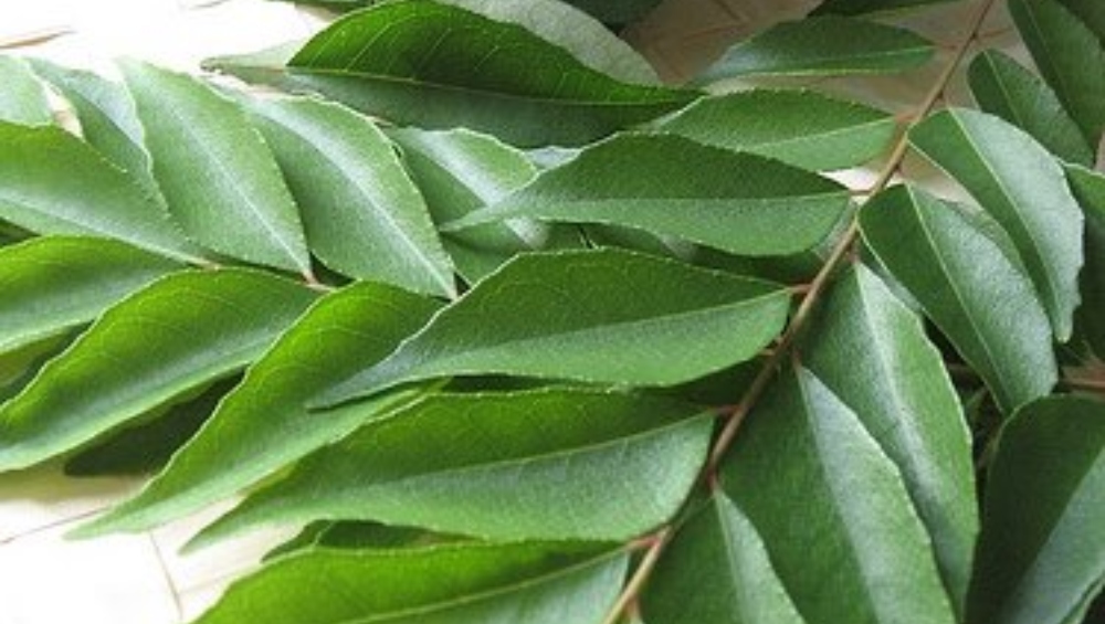 Photo of बालों के लिए बेहद फायदेमंद है कड़ी पत्ता, जानिए कैसे