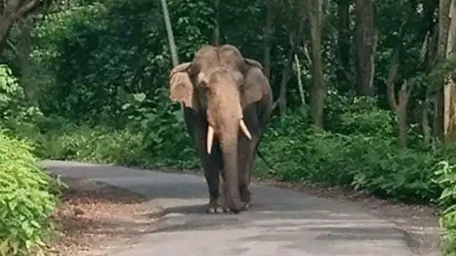 Photo of कन्नूर में अरलम फार्म के अंदर जंगली हाथी का उत्पात देखने को मिला, 43 वर्षीय आदिवासी व्यक्ति की ली जान