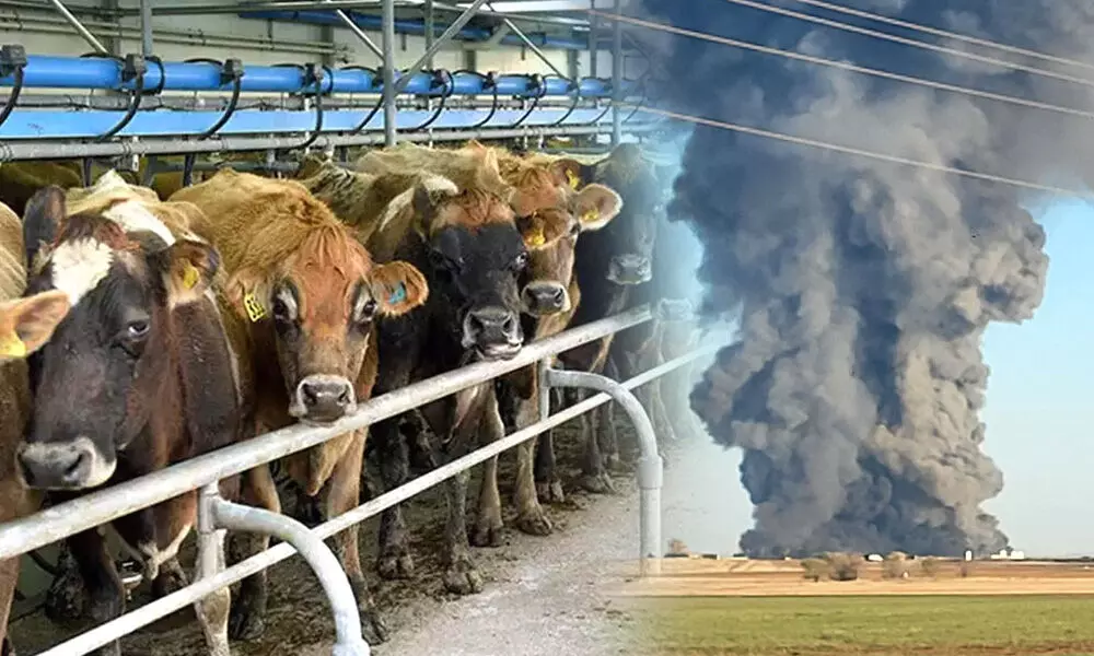 Photo of साउथफॉर्क डेयरी फार्म में आग लगने से हुई 18 हजार से अधिक गायों की मौत…