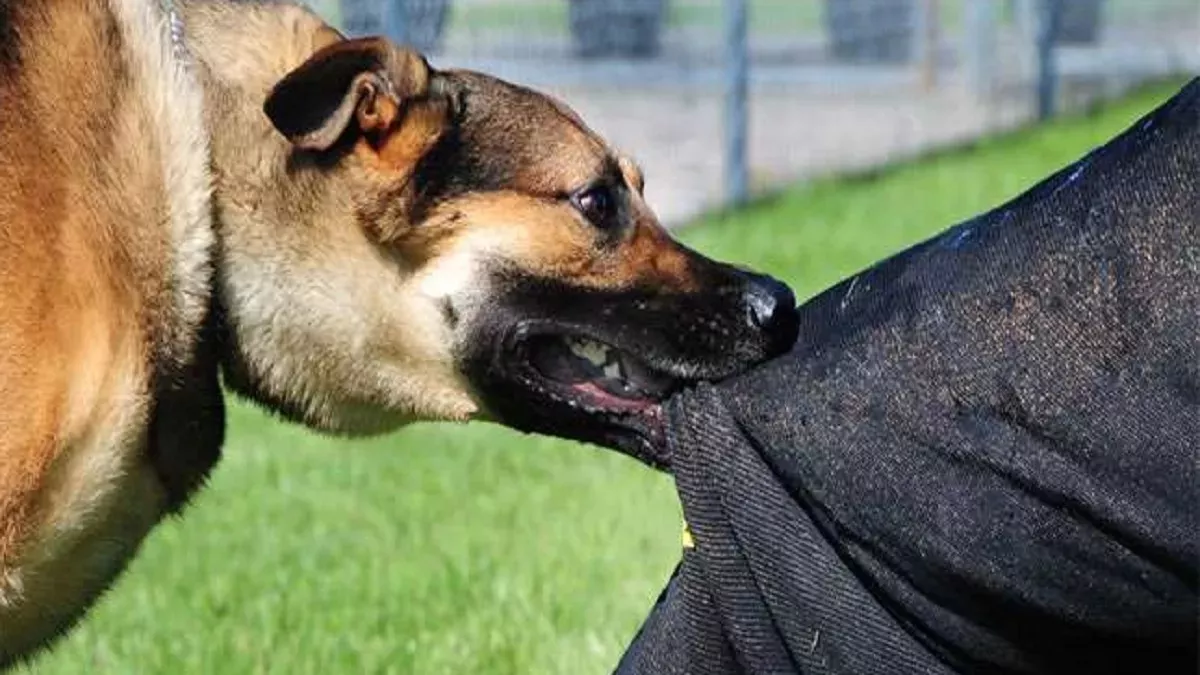 Photo of कुत्ते के हमले से बचने के लिए अमेजन के एक डिलीवरी बॉय मोहम्मद इलियास ने तीसरी मंजिल से लगाई छलांग…