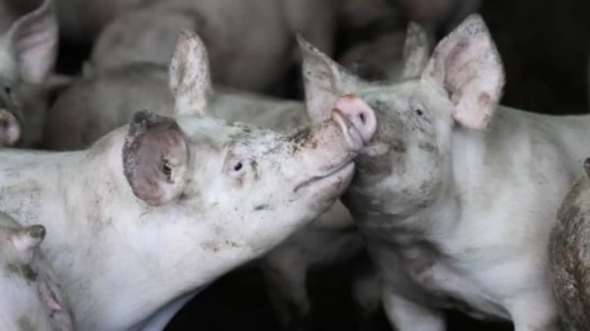 Photo of अलीगढ़ के छेरत स्थित सम्भागीय सूकर प्रजनन केन्द्र, सीडीएफ सेंटर पर सुअरों में अफ्रीकन स्वाइन फीवर की हुई पुष्टि