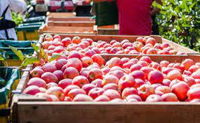 Photo of सरकार ने सेब आयात पर लगाई शर्तें, पढ़े पूरी खबर