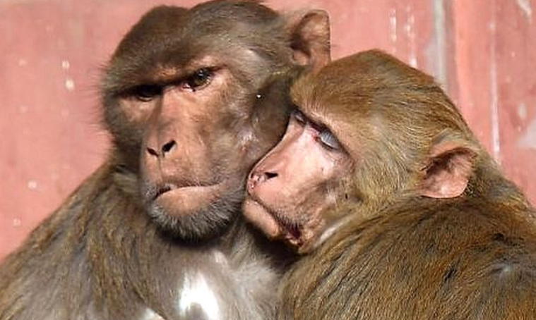 Photo of बेजुबानों के साथ दिल दहला वाला सुलूक फिर फेंका जंगल में