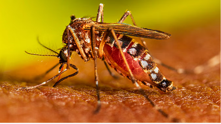 Photo of दिल्ली में अब तक डेंगू के 5000 और मलेरिया के 352 मामले दर्ज