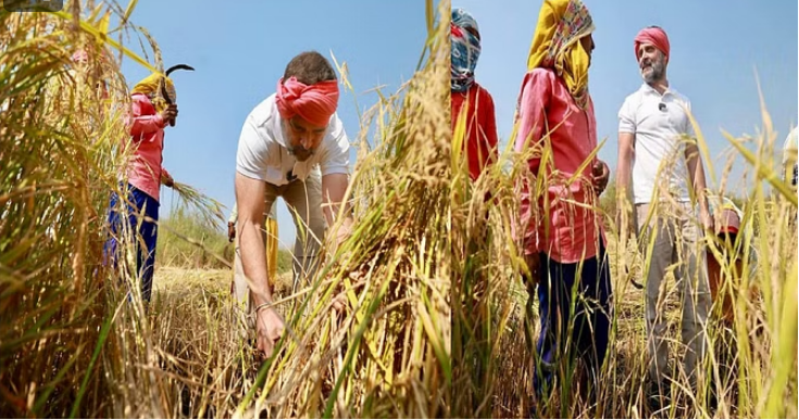 Photo of छत्तीसगढ़ चुनाव 2023: रायपुर में राहुल गांधी ने की धान की कटाई, जानिये पूरी कहानी ?