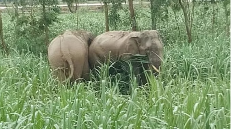Photo of अल्मोड़ा : हाथी चढ़े पहाड़, जमकर की फसल बर्बाद