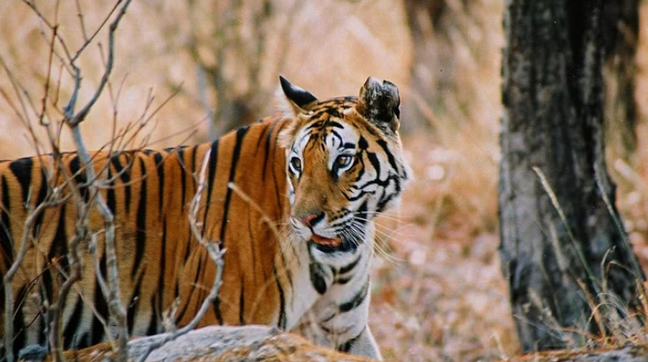 Photo of जिम कॉर्बेट नेशनल पार्क में बाघिन की मौत, जानिये कैसे?