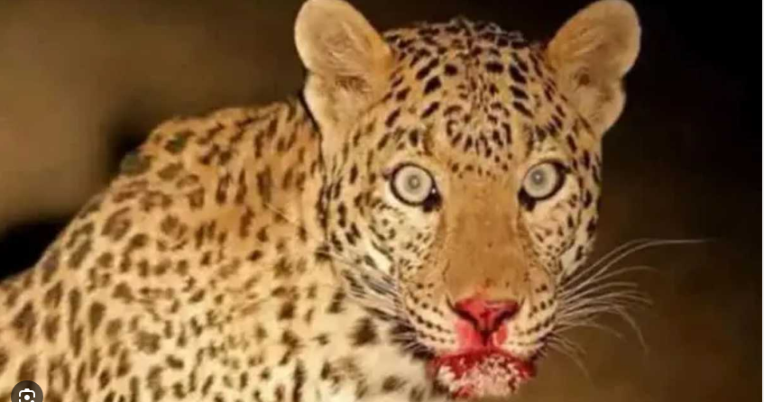 Photo of उत्तराखंड: देवप्रयाग में गुलदार ने मचाया आतंग