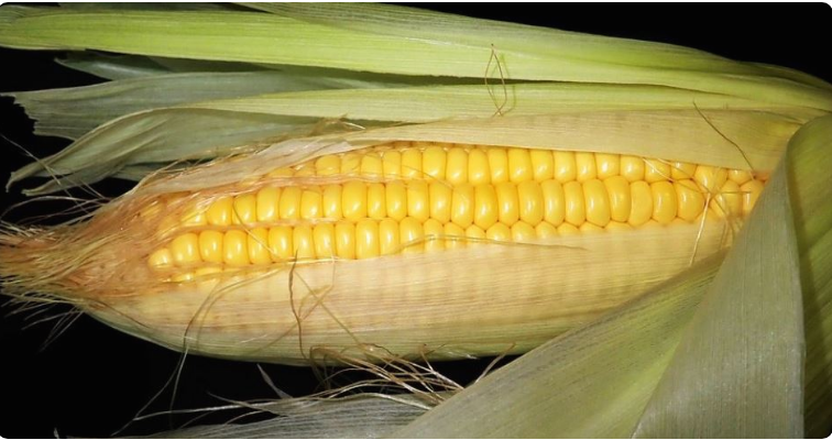 Photo of भुट्टे के रेशे के फायदे जानकर रह जायेंगे हैरान