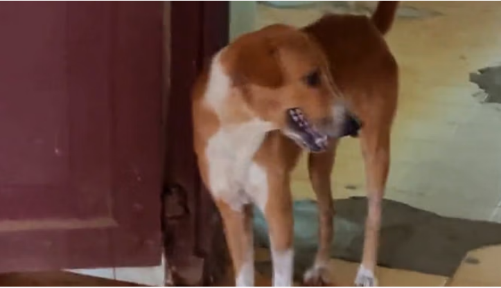 Photo of केरल: मुर्दाघर के बाहर एक कुत्ता चार माह से कर रहा मालिक का इंतजार