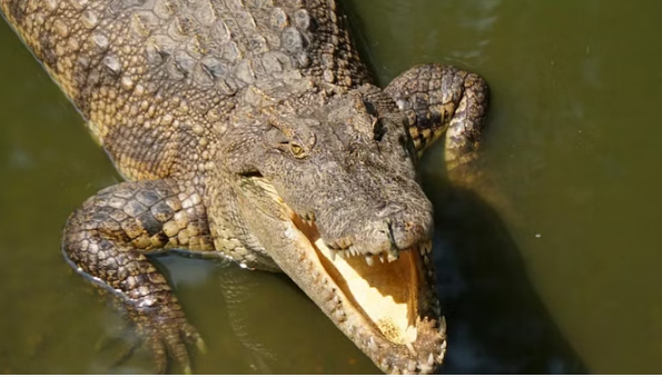 Photo of मगरमच्छ के हमले के बाद भी किसान ने दिखाई गजब की हिम्मत, पढ़े पूरी ख़बर