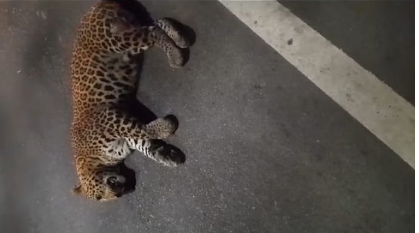 Photo of शहीद पथ पर वाहनों से कुचला हुआ मिला तेंदुआ, पढ़े पूरा मामला