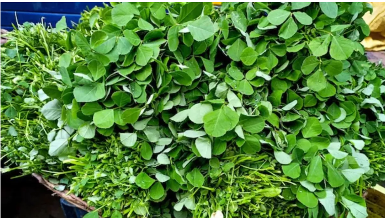 Photo of सर्दियों में मेथी के पत्ते खाने के हैं गजब के फायदे, पढ़िये पूरी ख़बर