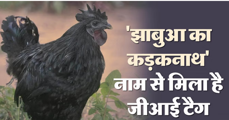 Photo of मध्यप्रदेश चुनाव: झाबुआ के कड़कनाथ के 2,000 रुपये तक बढ़ गए दाम जानिए क्यों?