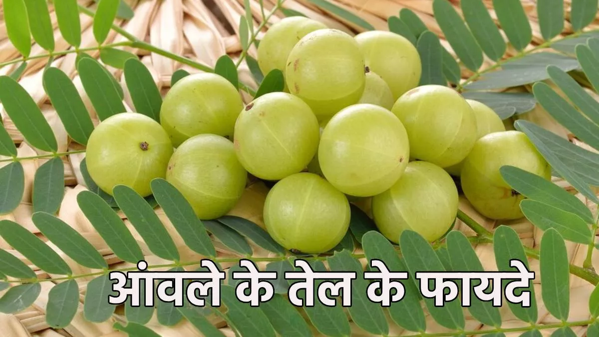 Photo of हेयर केयर: झड़ते बालों और चेहरे के दाग-धब्बे तक दूर करने में असरदार है आंवले का तेल