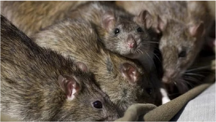 Photo of झांसी: मेडिकल कॉलेज की मोर्चरी में चूहों ने खा ली थीं शव की आंखें