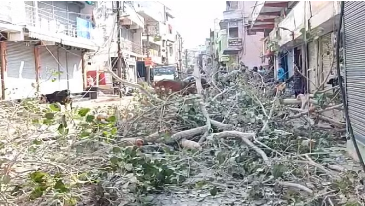 Photo of 150 साल पुराने पीपल के वृक्ष को काटा, सैकड़ों पक्षियों की मौत; वन विभाग ने दिए जांच के निर्देश!