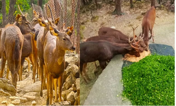 Photo of चिड़ियाघर में हुई स्पेशल व्यवस्था: सर्दी बढ़ते ही बदला वन्य जीवों का मेन्यू…