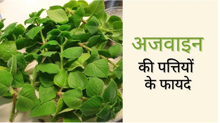 Photo of अजवाइन की पत्तियां सुपरफूड से कम नहीं है…