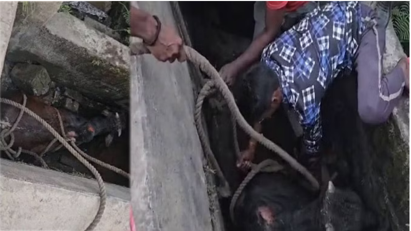 Photo of कोरबा: 11 फीट गड्ढे में गिरा विशालकाय सांड, घंटों चला रेस्क्यू