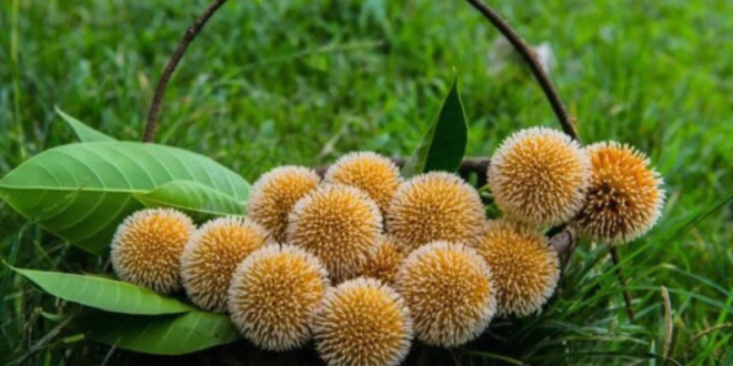 Photo of ब्लड शुगर कंट्रोल व स्पर्म काउंट बढ़ाने के लिए खाएं ये फल