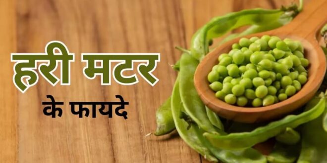 Photo of प्रोटीन से भरपूर हैं हरी मटर के दाने