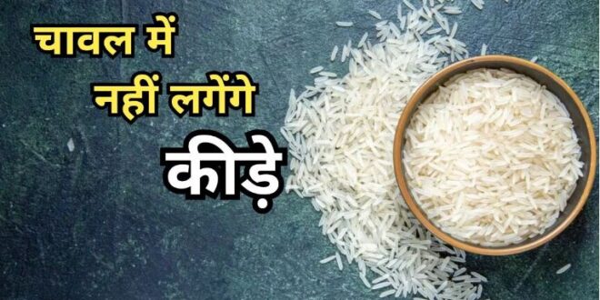 Photo of चावल में लग जाते हैं कीडे़? तो मददगार होंगे ये 5 टिप्स